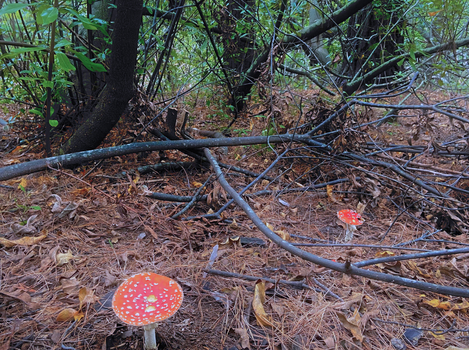 Red mushrooms on a forest floor
